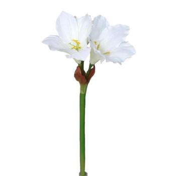 Mű amarilisz, fehér, 52 cm kép